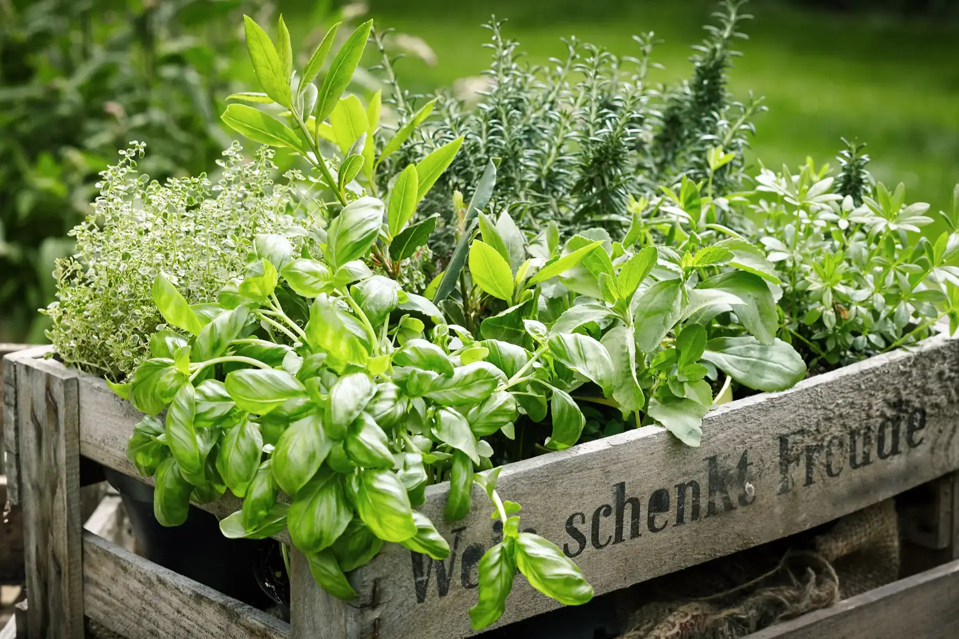 Expert Plant Selection and Planting Services